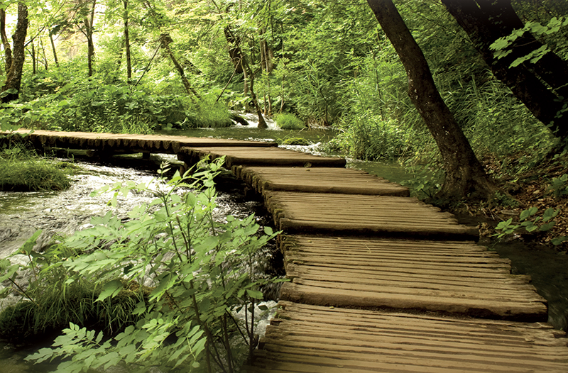 Wooden walking path leading into a dense forrest