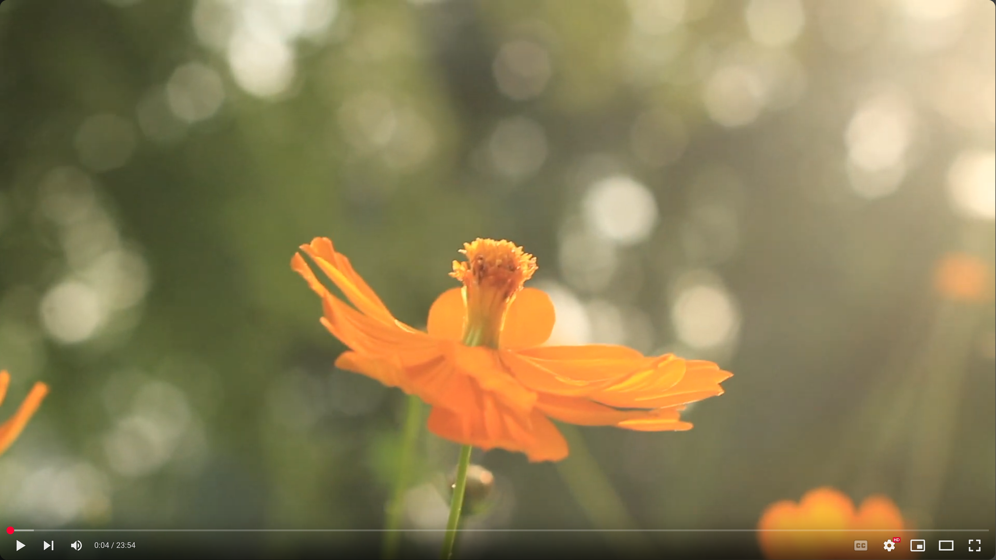 A close up of an orange flower.