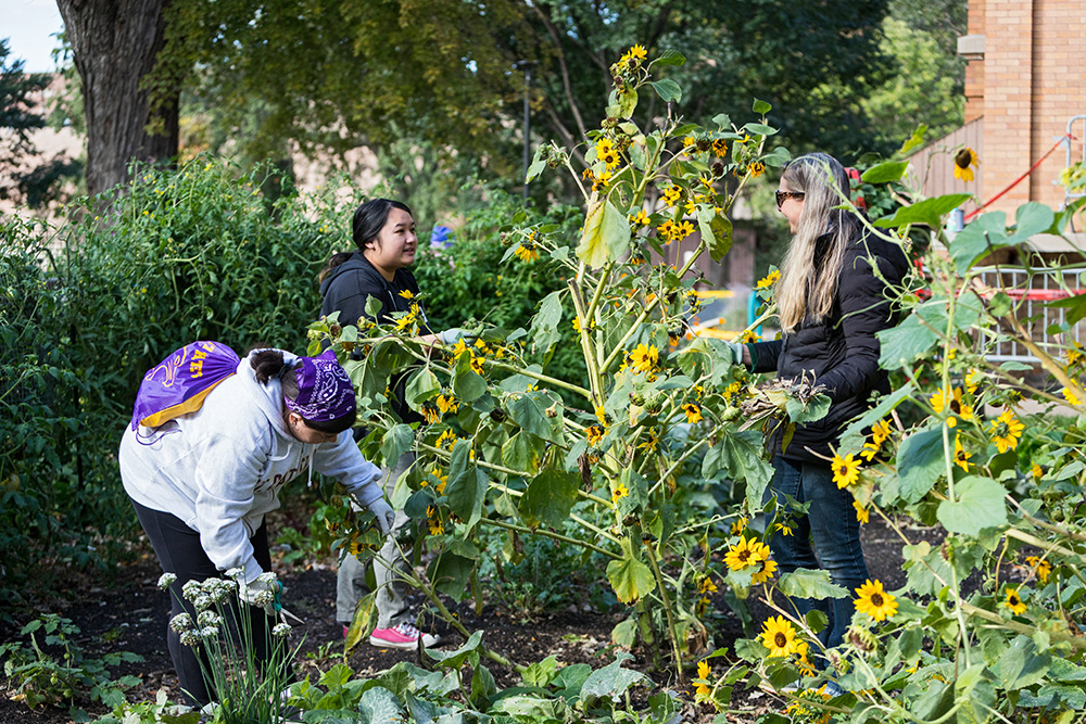 three students working in garden