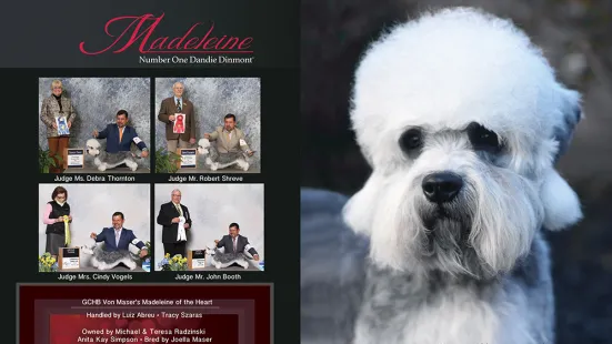 A portrait of Madeleine, a fluffy white terrier is next to four smaller pictures of where she is winning awards. 