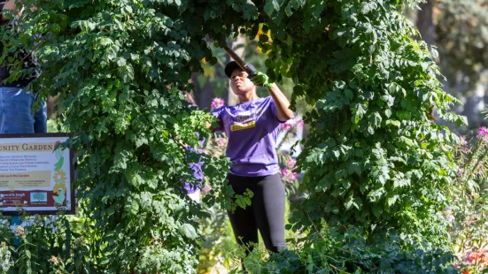 Student wearing a purple St. Kate's shirt pruning greenery under an arch in the university’s community garden.