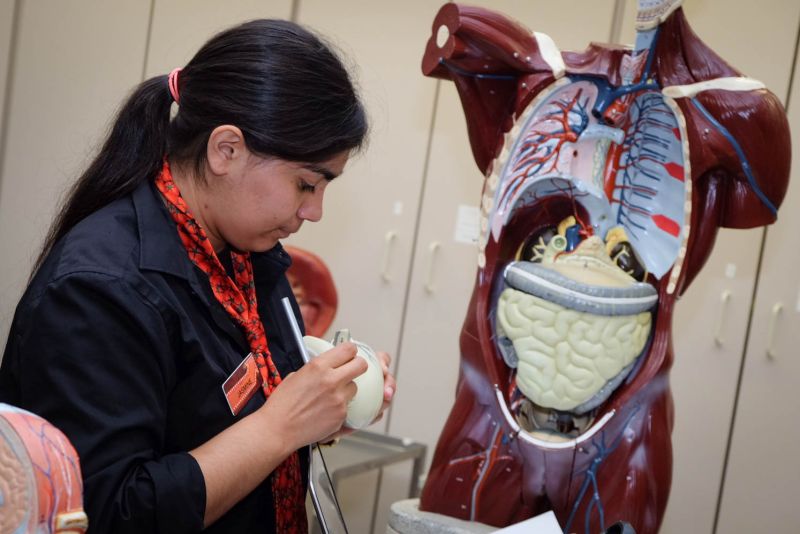 Biology student working on a model