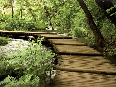 Wooden walking path leading into a dense forrest