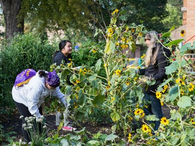 three students working in garden