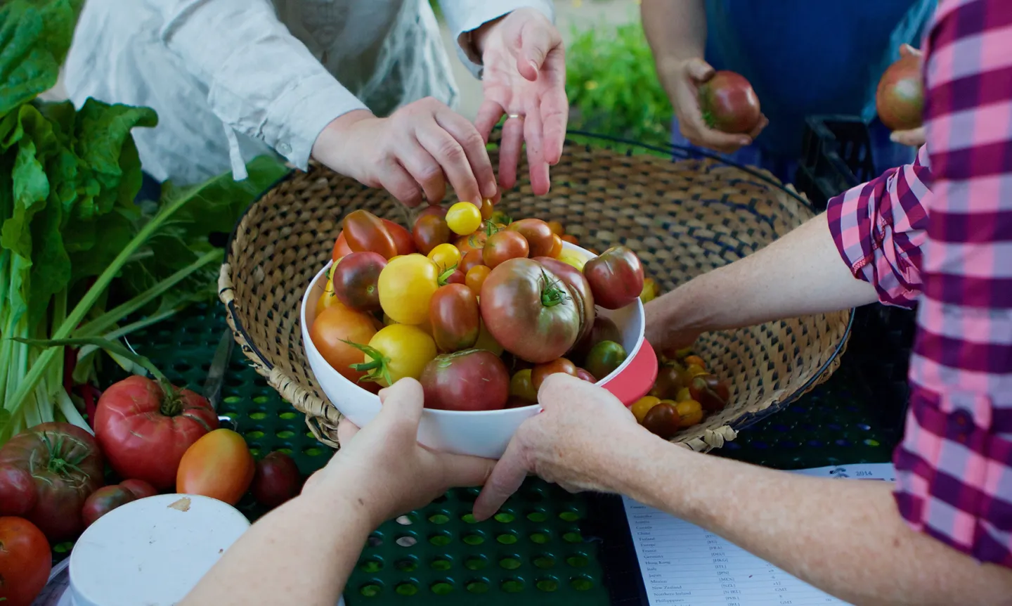 Community members hold a bowl of tomatoes