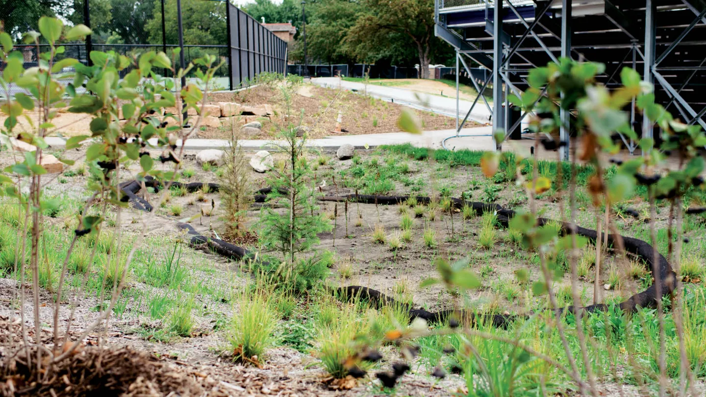 Rain garden on campus