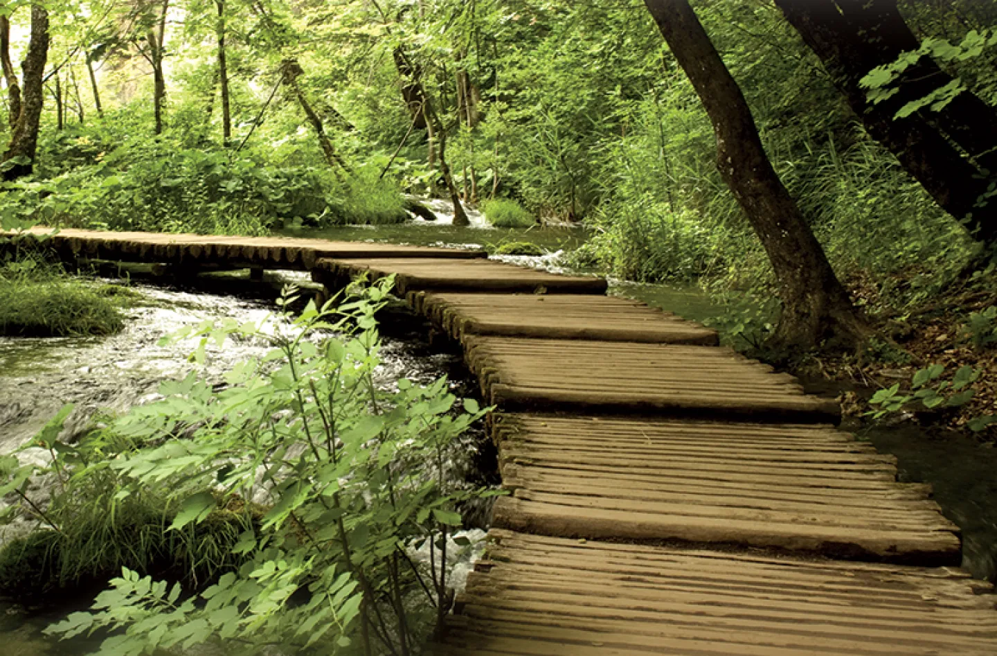Wooden walking path leading into a dense forrest