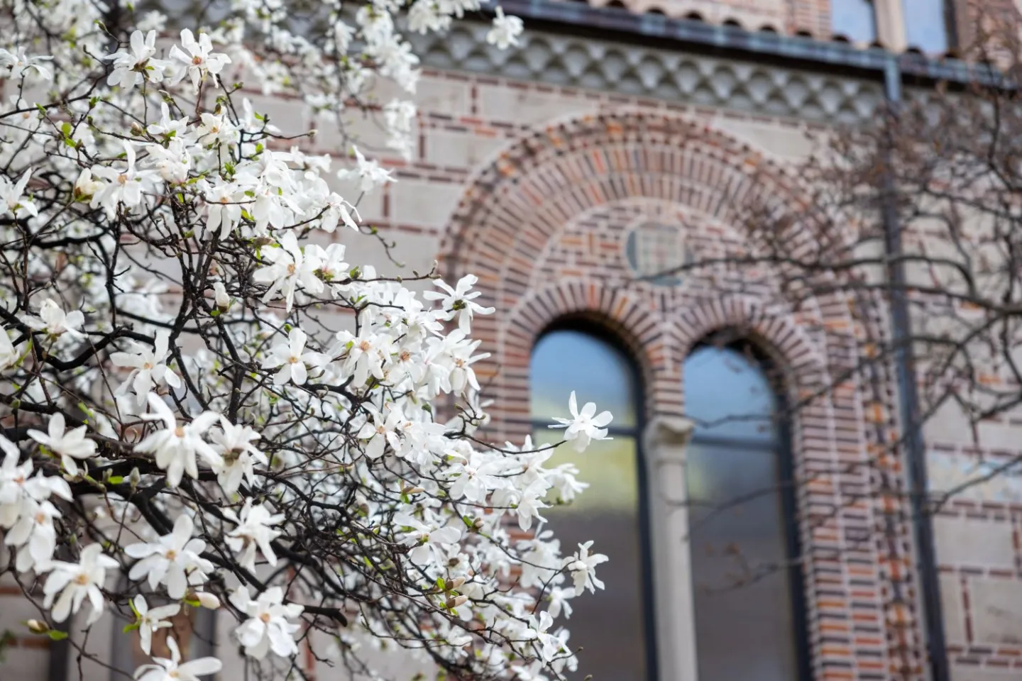 View of magnolia tree outside the chapel